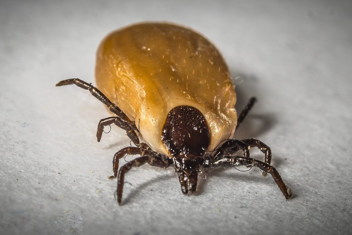 Your pet can also give you a infected tick